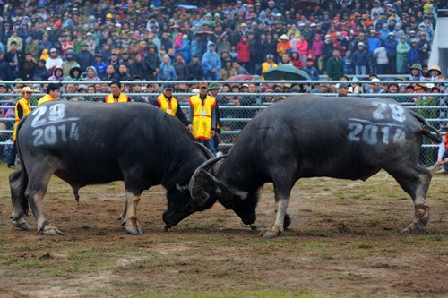 First buffalo fighting festival in Hanoi - ảnh 1